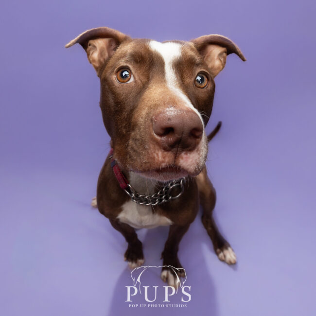 greta-dog-available-for-adoption Greta, dog available for adoption in Port St. Lucie