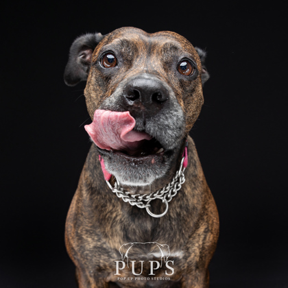 adira-dog-available-for-adoption Adira, dog available for adoption in Port St. Lucie