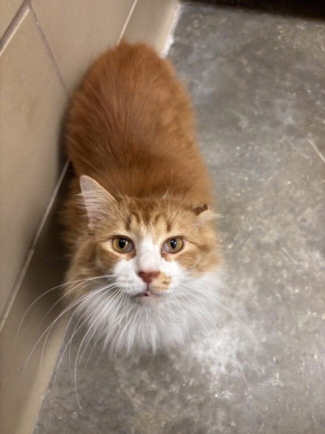 noodle-cat-available-for-adoption Noodle, cat available for adoption