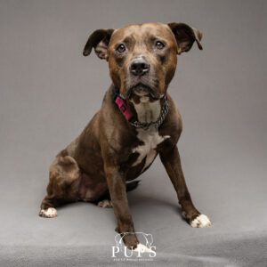 Zoe, dog available for adoption