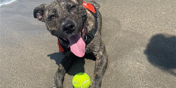 doggy day out port st lucie6