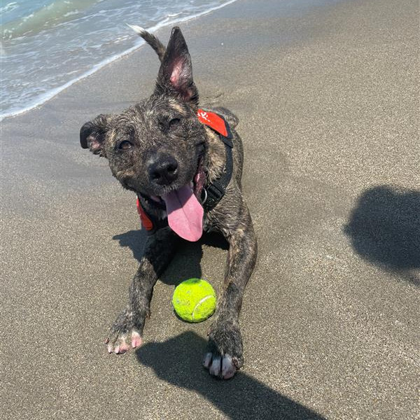 doggy day out port st lucie6