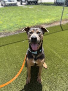 Winston, dog available for adoption