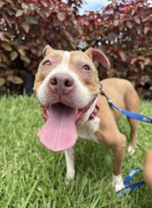 Nellie Lynn, dog available for adoption