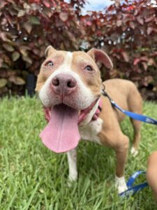 Nellie Lynn, dog available for adoption