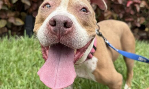 Nellie Lynn, dog available for adoption