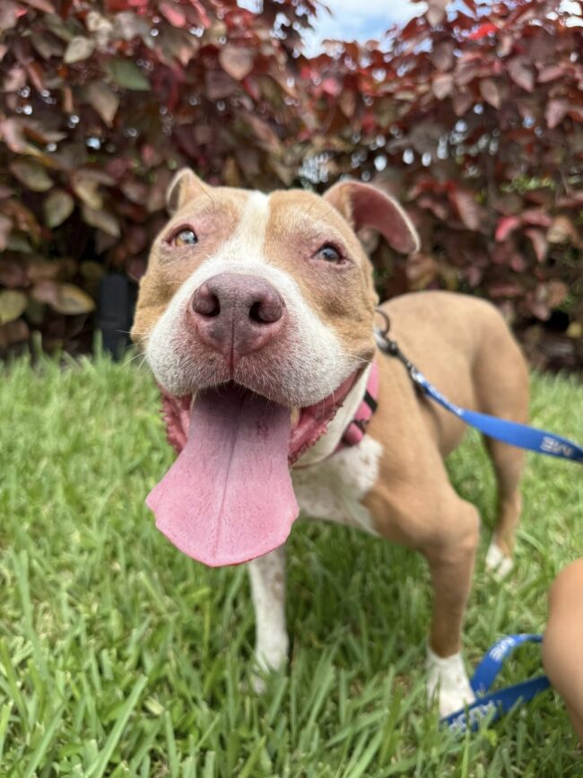 nellie-lynn-dog-available-for-adoption Nellie Lynn, dog available for adoption