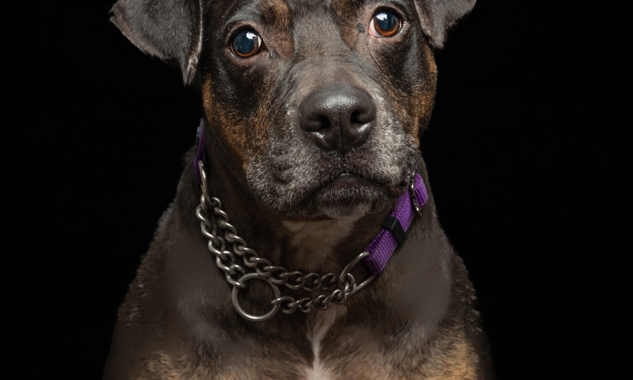 Holly, dog available for adoption