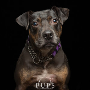 Holly, dog available for adoption