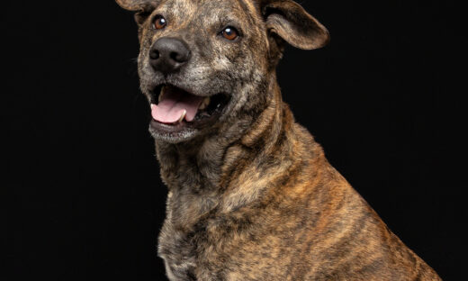 JJ, dog available for adoption