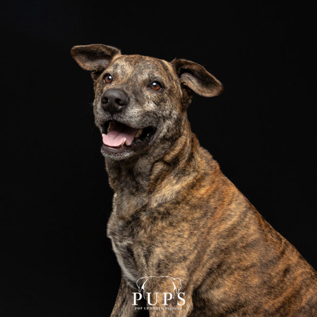 JJ, dog available for adoption