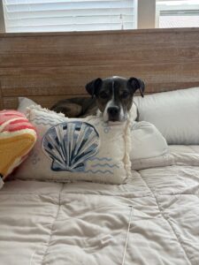 Loki, dog available for adoption