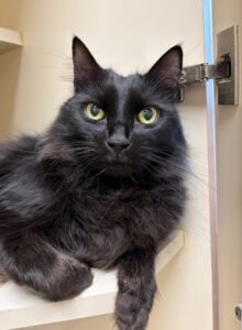 Marrow, cat available for adoption