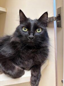 Marrow, cat available for adoption