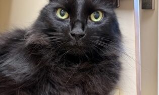 Marrow, cat available for adoption