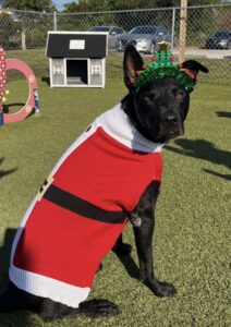 Ares, dog available for adoption