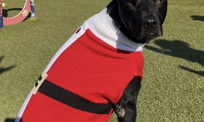 Ares, dog available for adoption