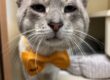 Bluey, cat available for adoption