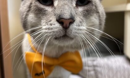 Bluey, cat available for adoption