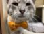Bluey, cat available for adoption