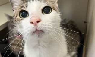 Teddy, cat available for adoption