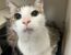 Teddy, cat available for adoption