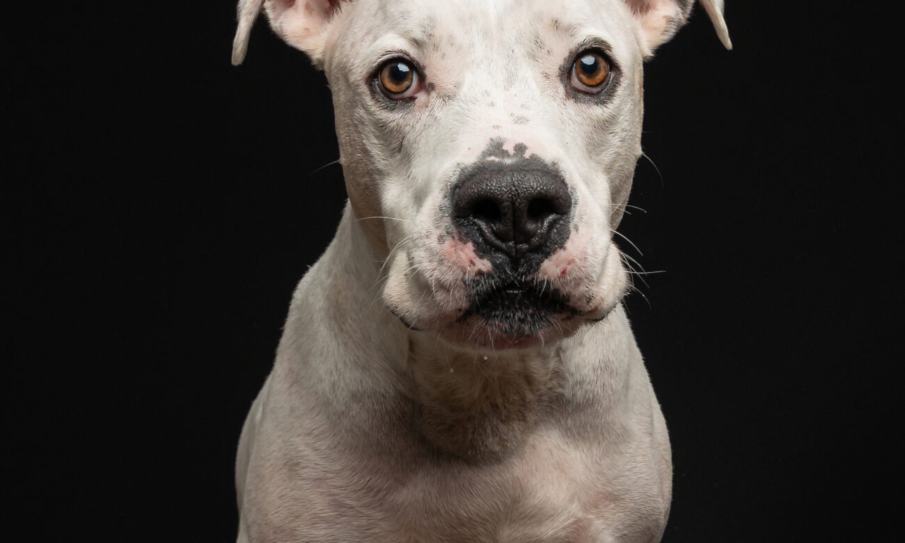Asiem, dog available for adoption