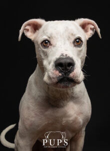 Asiem, dog available for adoption