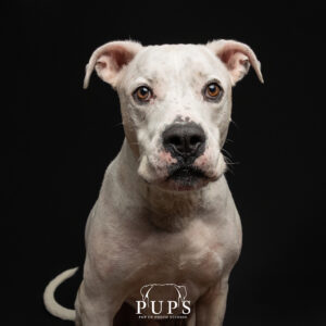 Asiem, dog available for adoption