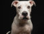 Asiem, dog available for adoption